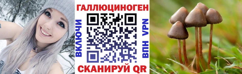продажа наркотиков  Шилка  Псилоцибиновые грибы Cubensis 